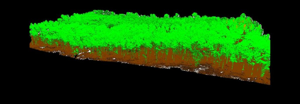 LIDAR point cloud of a forest block, colored by height